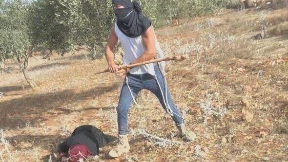עפאף אבו עליא, בת 50, מותקפת על ידי מתנחלים בזמן מסיק זיתים