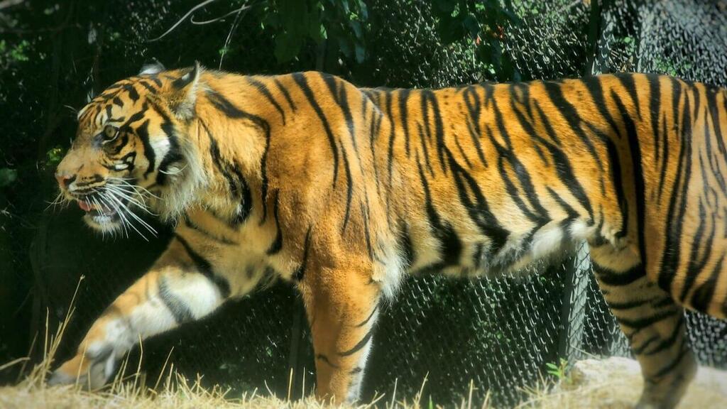Rimba the Sumatran tiger (Photo: Jerusalem Biblical Zoo) רימבה. מתאקלם בירושלים