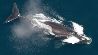 לווייתן בלנה שחורה שנצפה אשתקד מול חופי ניו אינגלנד