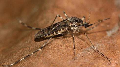 יתושן לבן-טבעות (Culiseta annulata)