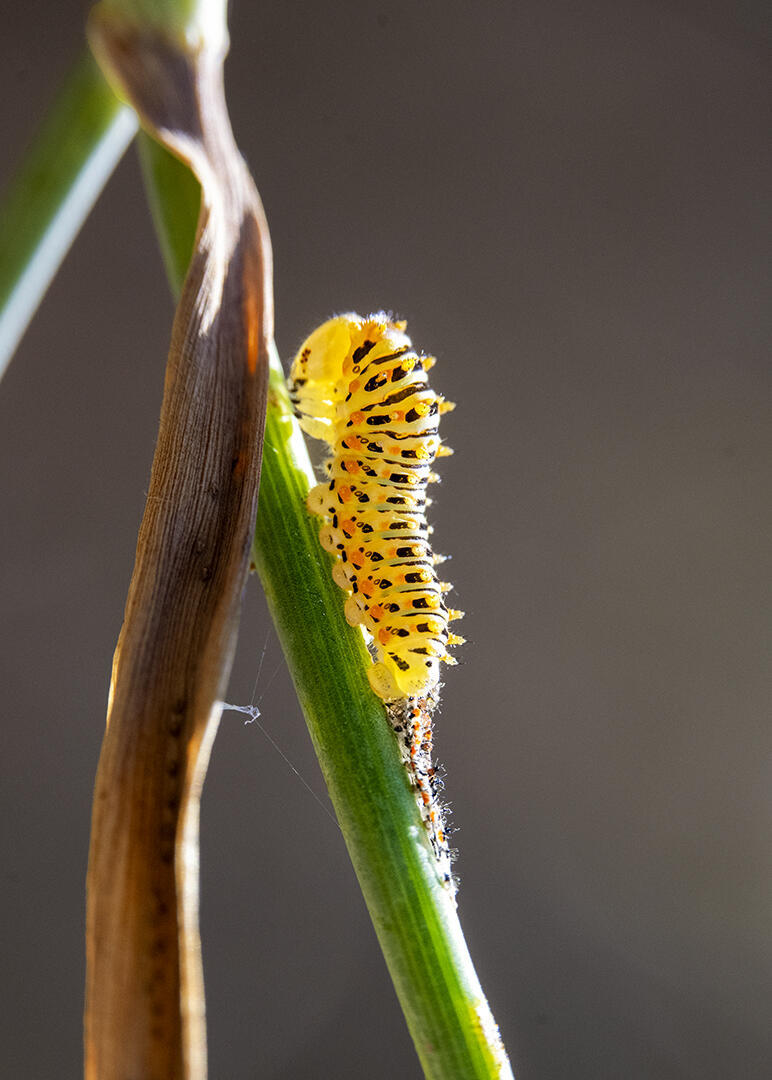 Фото с выставки "Мир маленький. Мир бесконечный" (Фото: Лев Равич ) Фото с выставки "Мир маленький. Мир бесконечный"
