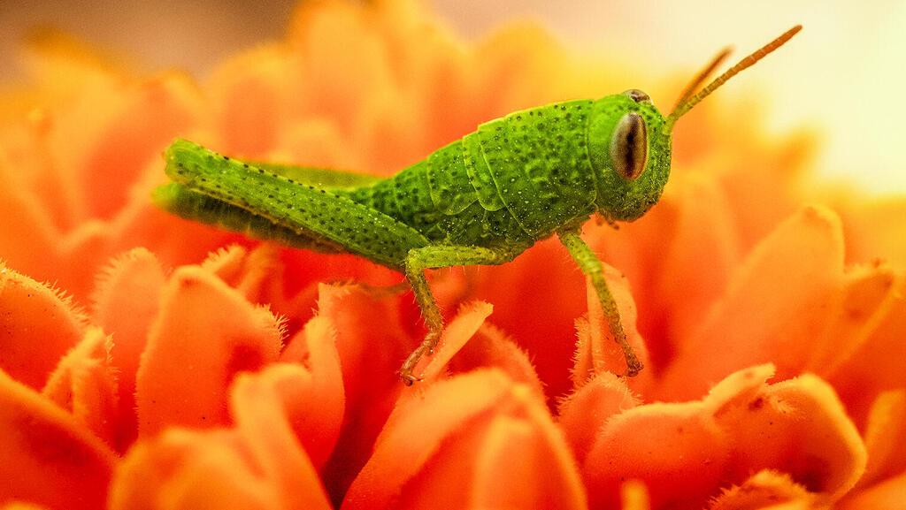Фото с выставки "Мир маленький. Мир бесконечный" (Фото: Лев Равич ) Фото с выставки "Мир маленький. Мир бесконечный"
