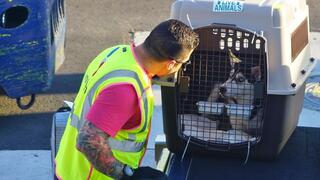 כלב מועלה למטוס בכלוב בתוך מיוחד