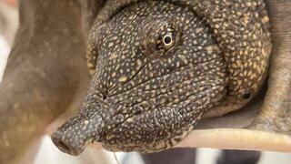 הצב שלום בטיפול