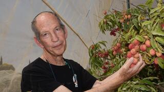 היבול גדל, האיכות השתפרה. רפי שטרן