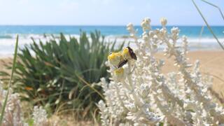 לבנונית ימית