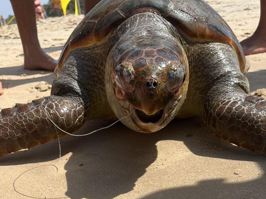 Sea turtle injured by fishing line and died (Photo: Report via SeaWatch app, Society for the Protection of Nature in Israel) צב ים שנפגע מחוט דיג ומת
