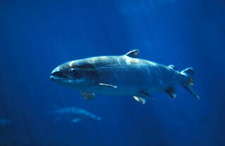 סלמון אטלנטי