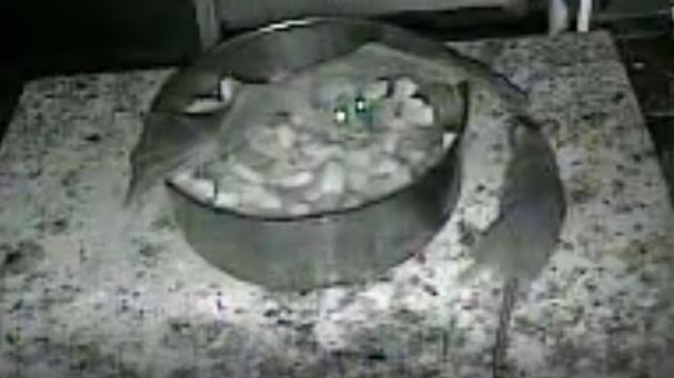 עטלף מול חולדה. מתוך המחקר