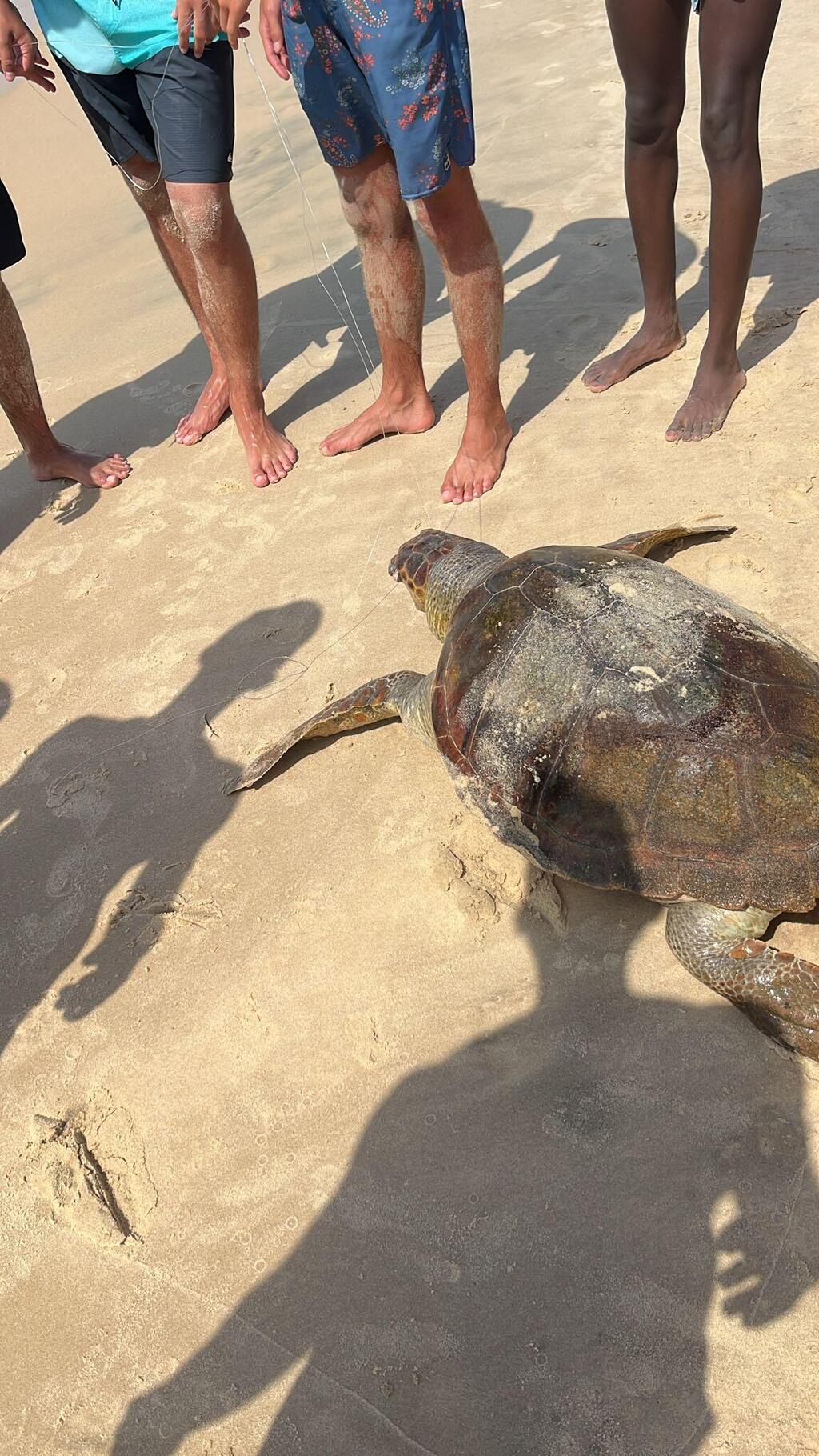 Dead sea turtle with hook (Photo: Reporter Noy, via the SeaWatch app) צב ים מת עם קרס