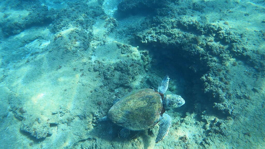 Sea turtle caught in rope in Bat Galim, Haifa (Photo: Report by Tal Raz on the SeaWatch app) צב ים תפוס בחבל בבת גלים שבחיפה