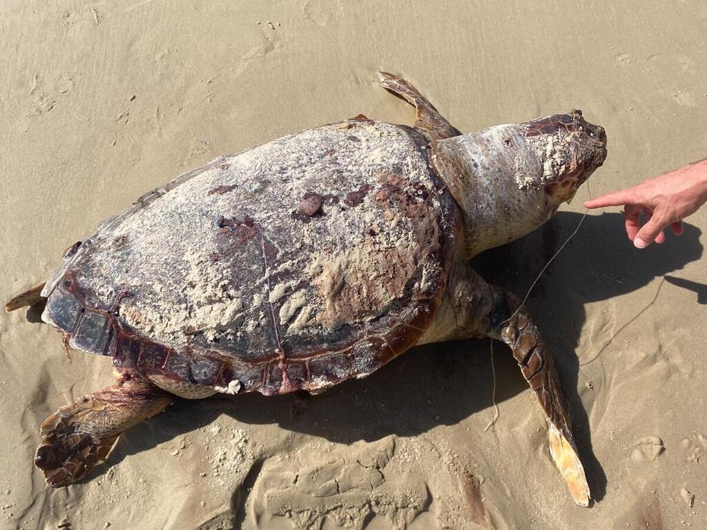 The turtle from Ma’agan Michael (Photo: From report on the SeaWatch app, Society for the Protection of Nature in Israel) הצב ממעגן מיכאל