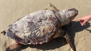 הצב ממעגן מיכאל