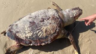 הצב ממעגן מיכאל