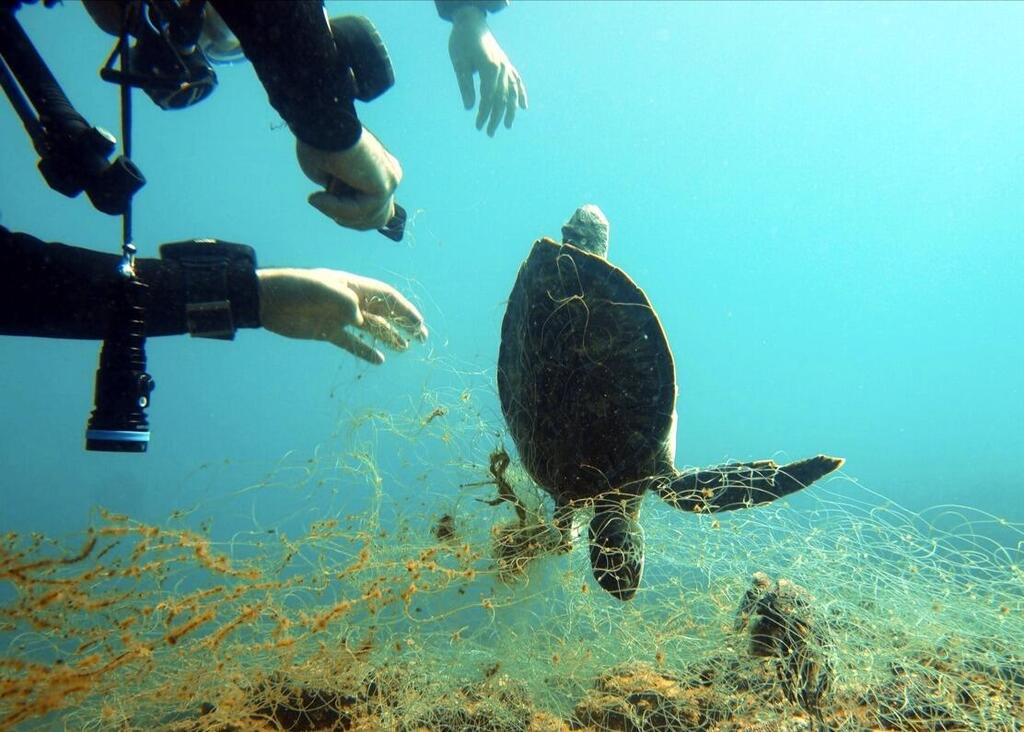 Dead sea turtle in Caesarea (Photo: Yoav Lavi, from report on the SeaWatch app) צב ים מת בקיסריה