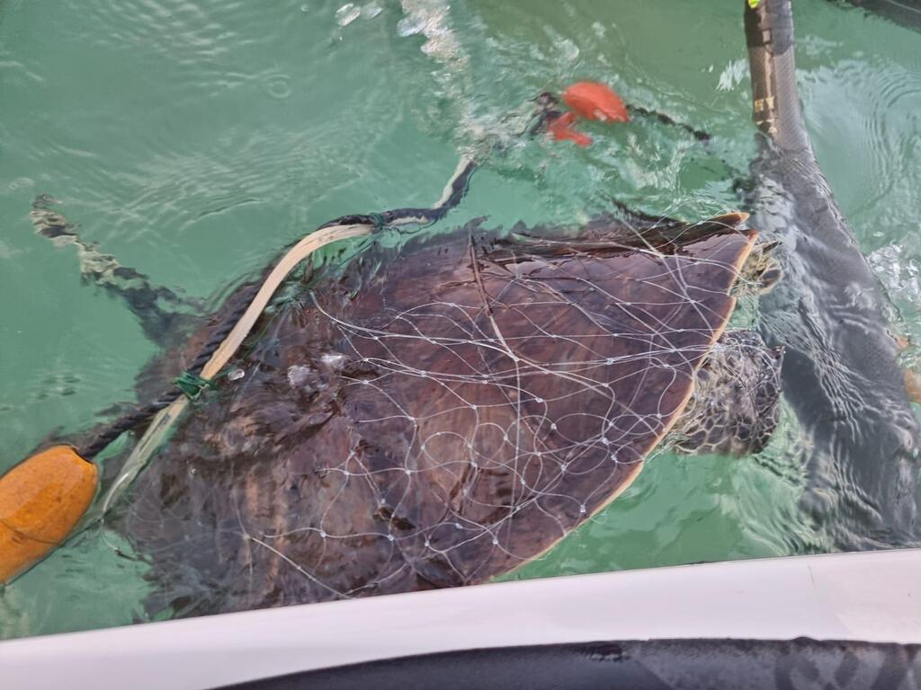 Sea turtle injured by fishing net, treated and returned to the wild (Photo: Report via SeaWatch app, Society for the Protection of Nature in Israel) צב ים שנפגע מרשת דיג, הועבר לטיפול והוחזר לטבע