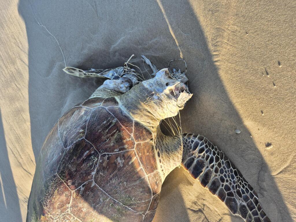 Sea turtle entangled in fishing line (Photo: Report by Ilan, via the SeaWatch app) צב ים מסובך בחוט דיג