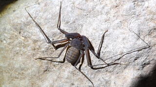 עקרביש ים-תיכוני