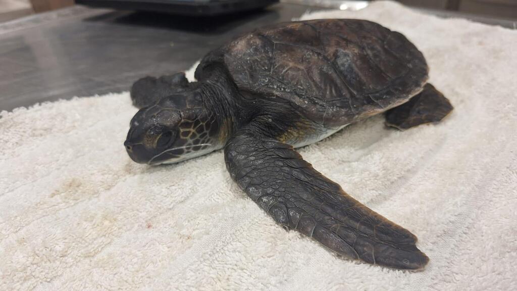 The Ashdod turtle at the rescue center (Photo: Sea Turtle Rescue Center, Israel's Nature & Parks Authority) הצב מאשדוד במרכז ההצלה