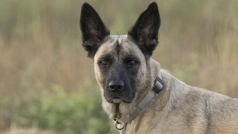 לולה. הורעלה למוות