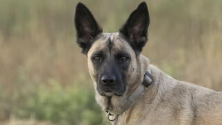 לולה. הורעלה למוות