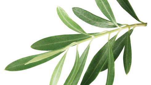 עלי עץ זית. מורידים חום, מפחיתים לחץ דם