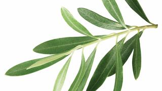 עלי עץ זית. מורידים חום, מפחיתים לחץ דם