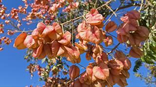 Кёльрейтерия метельчатая 