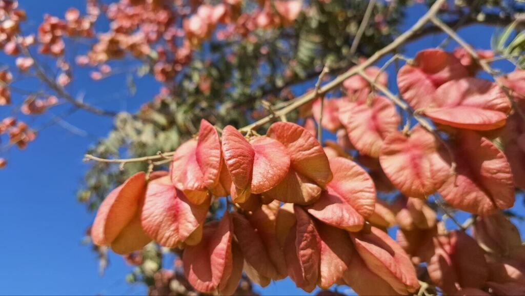 Кёльрейтерия метельчатая (Фото: Анастасия Тадсон) Кёльрейтерия метельчатая