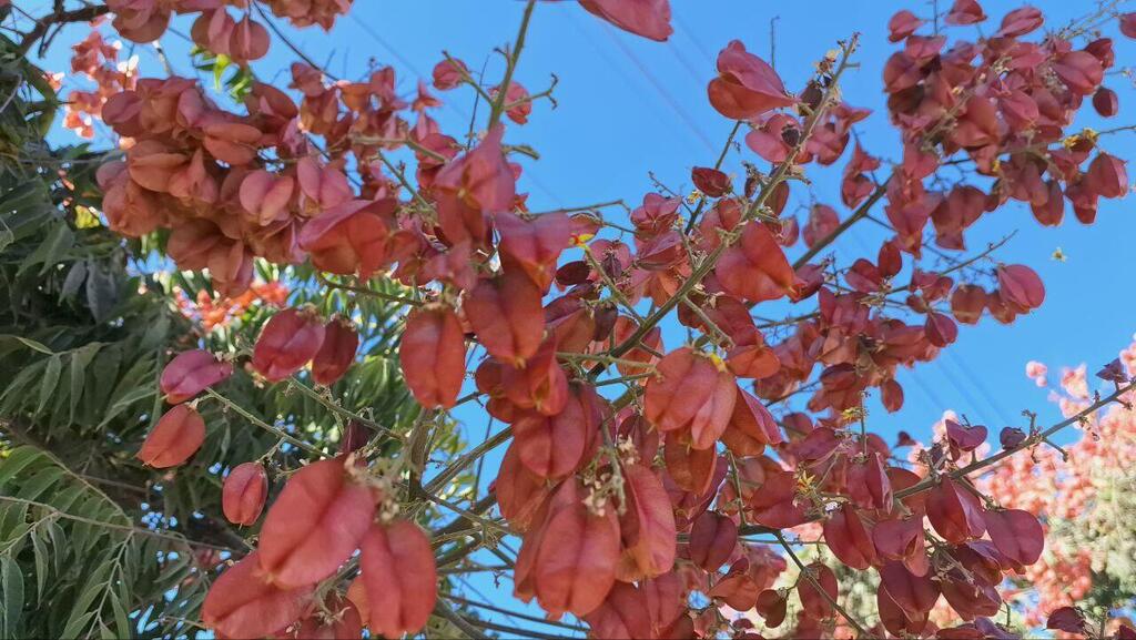 Кёльрейтерия метельчатая (Фото: Анастасия Тадсон) Кёльрейтерия метельчатая