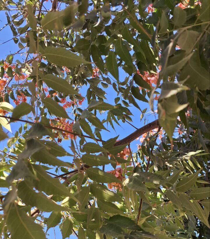 Кёльрейтерия метельчатая (Фото: Анастасия Тадсон) Кёльрейтерия метельчатая