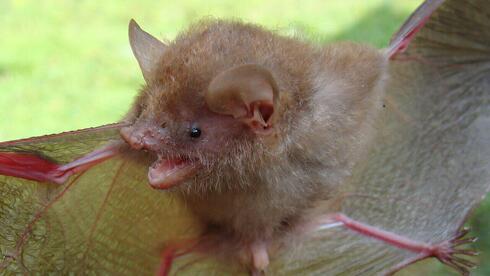 העטלף Murina baletei שהתגלה בפיליפינים