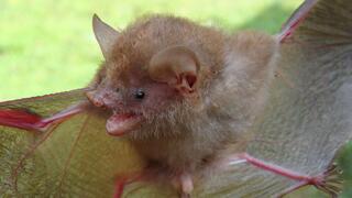 העטלף Murina baletei שהתגלה בפיליפינים