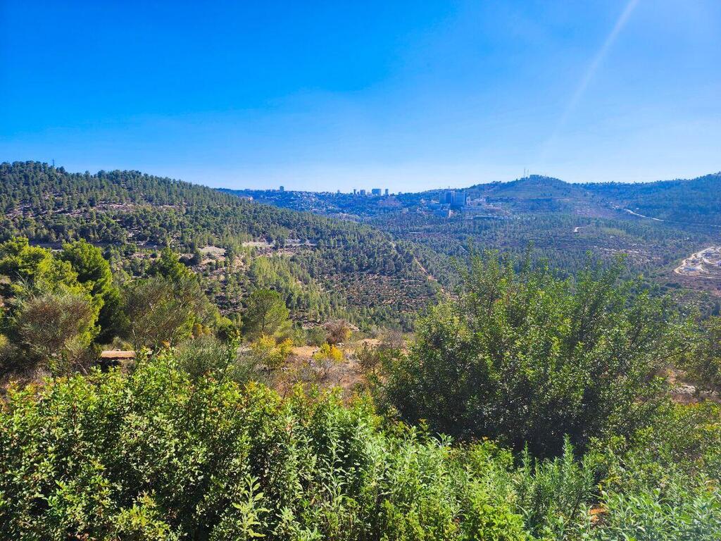 Восстановленный лес (Фото: Михаил Фейгин) Церемония открытия памятной таблички сообщества "Тыквенный латте"