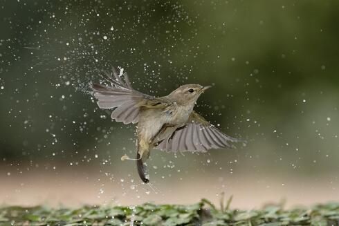 עלווית אפורה