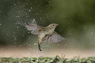 עלווית אפורה