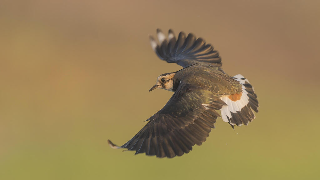 Spreading wings (Photo:Gad Shamila) קיווית מצוייצת