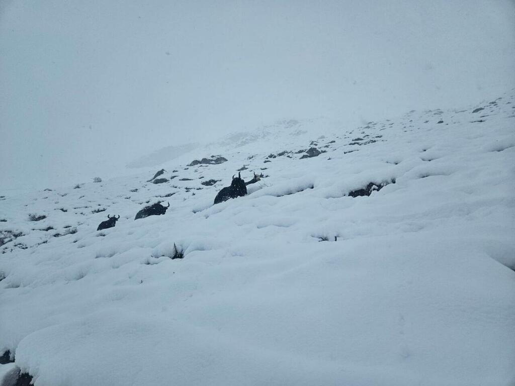 Snow covers the mountainside in northern Nepal, where a severe storm has stranded around 100 Israeli trekkers at high altitude, Oct. 29, 2025 (Photo: Roy Levi) סופת שלגים בצפון נפאל