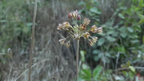 שום סתווי בשמורת הטבע והגן הלאומי הר הכרמל