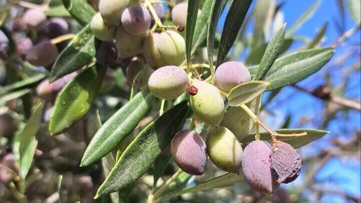 Оливковое дерево 