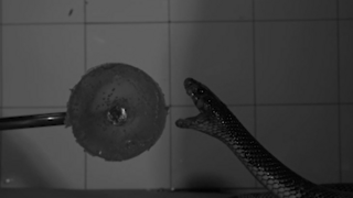 אסטרטגיות התקיפה של הנחשים הארסיים נחשפות