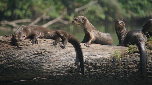 לוטרות ענק באמזונס