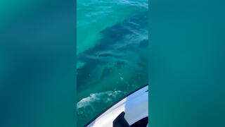 תיעוד: כריש לוויתן נצפה בחופי חיפה 