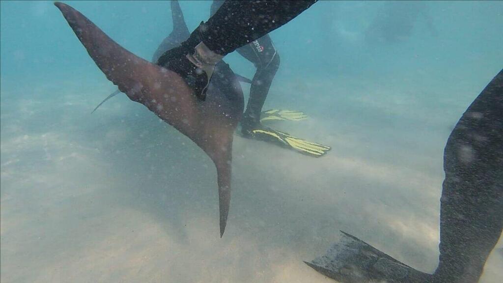 Photo: Bar Sternbach/Society for the Protection of Nature in Israel צולל ליד כריש