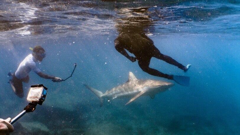 צוללים ליד כרישים