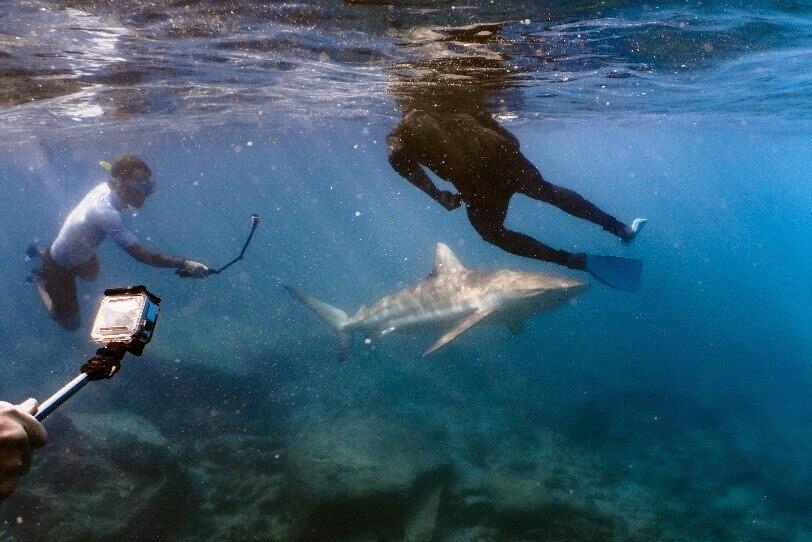 Photo: Bar Sternbach/Society for the Protection of Nature in Israel צוללים ליד כרישים