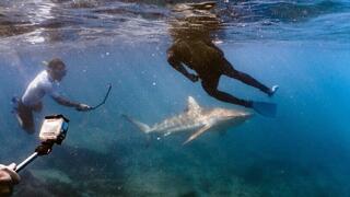 צוללים ליד כרישים
