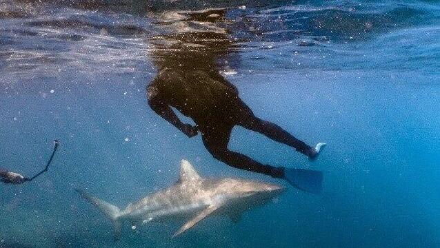 צוללים ליד כרישים