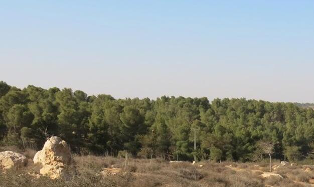 Леса ККЛ в Южном округе Леса ККЛ в Южном округе Михаил Спринцын