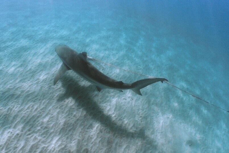 בחברה להגנת הטבע מתריעים על הסכנה
